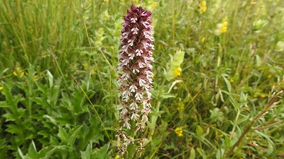 Orchis_ustulata