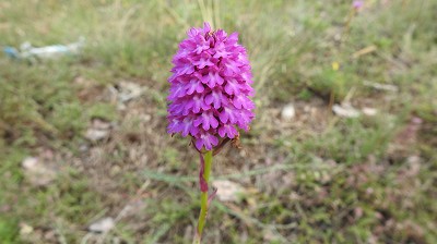 Anacamptis_pyramidales