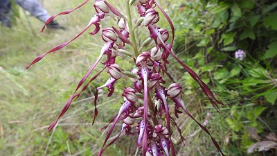 Himantoglossum_caprinum