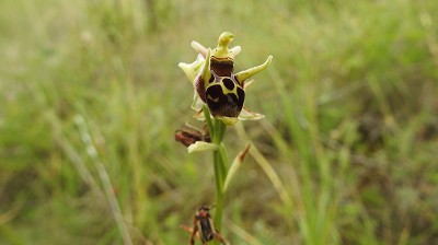 Ophrys_cornuta
