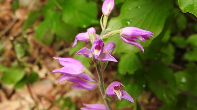 Cephalanthera_rubra