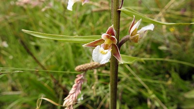 Epipactis_palustris