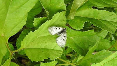 Schwarzer ApollO