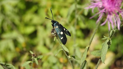 Weissfleckwidderchen