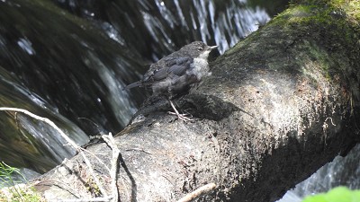 Wasseramsel