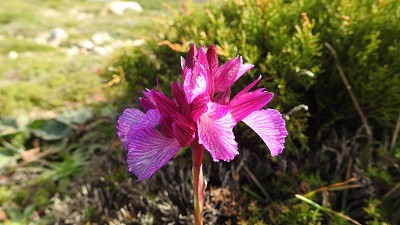 05papillonacea