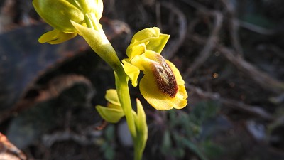 Ophrys sicula