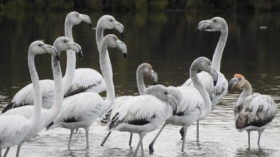 11flamingos