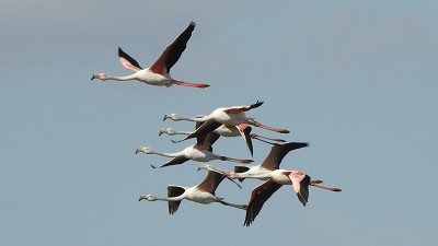 12flamingos