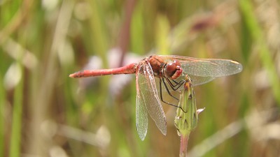 Libelle