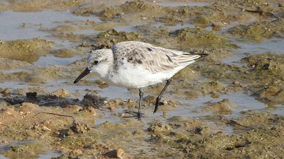 59sanderling