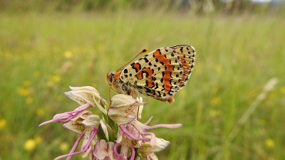 08scheckenfalter