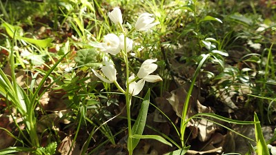 19cephalanthera longifolia