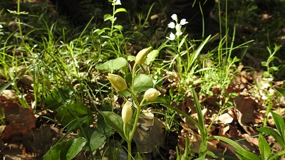20cephalanthera damasonium