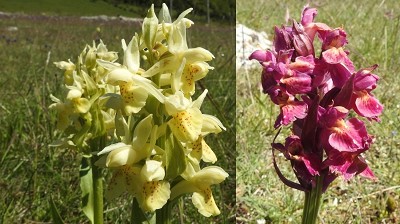 22dactylorhiza sambucina