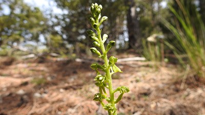 27listera ovata