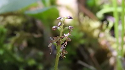 28listera cordata