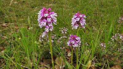 31neotinea ustulata x tridentata