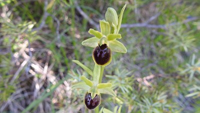 36ophrys araneola
