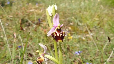 38ophrys apifera x brachyoides