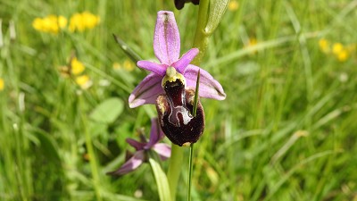 40ophrys aurelia x linearis