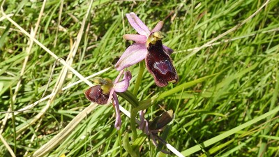 41ophrys drumana