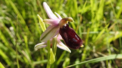42ophrys drumana var fuvofusca