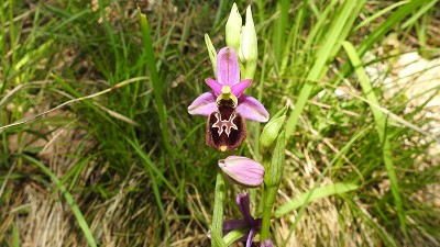 43ophrys drumana x linearis