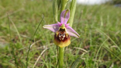 44ophrys holoserica