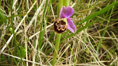45ophrys holoserica brachyoides