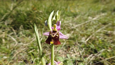 46ophrys holoserica druentica