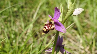 47ophrys holoserica linearis