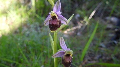 Ophrys holoserica linearis var bicolor