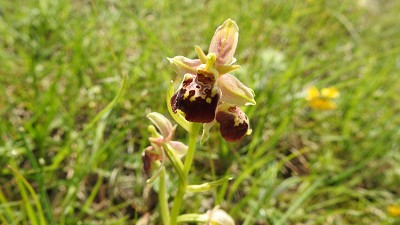 49ophrys_holoserica linearis x sphegodes