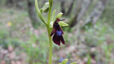 50ophrys insectifera