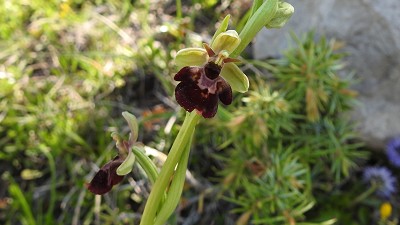 53ophrys insectifera x holoserica