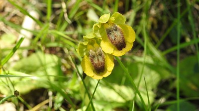 54ophrys lutea