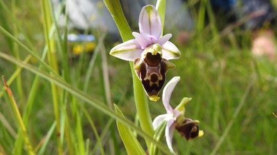 55ophrys scolopax