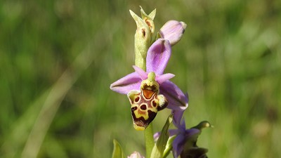 56ophrys scolopax vetula