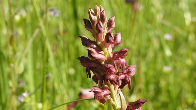 57orchis coriophera