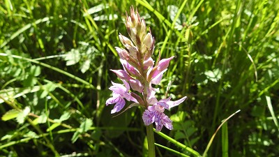 Orchis fuchsii