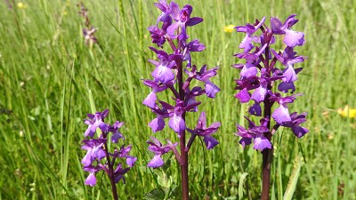 Orchis laxiflora x morio