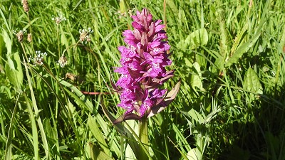 61orchis majalis