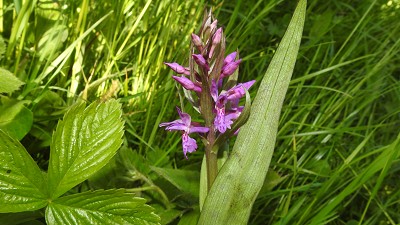 62orchis majalis x incarnata