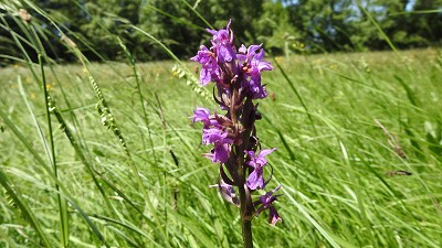 63orchis majalis x occitanica