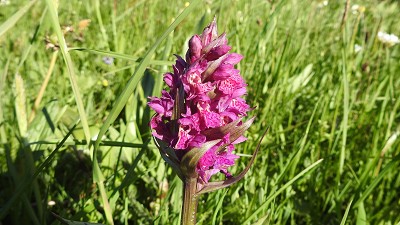 64orchis majalis x sambucina