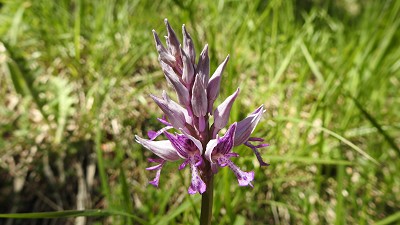 65orchis militaris