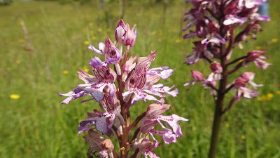 66orchis militaris x purpurea