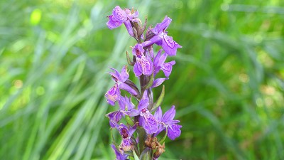 67orchis occitanica