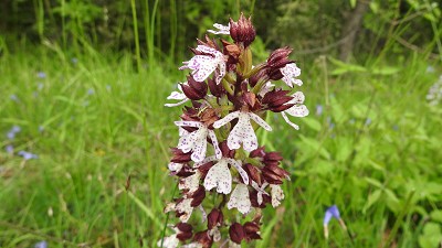 68orchis purpurea